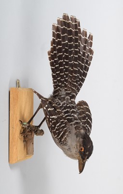 Lot 142 - Taxidermy: Giant Antshrike (Batara cinerea),...