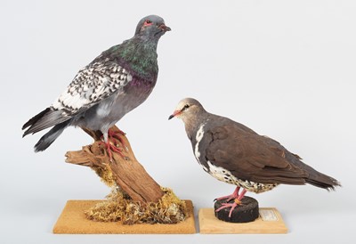 Lot 114 - Taxidermy: A Multi Coloured Modena Pigeon and...