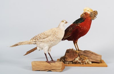 Lot 92 - Taxidermy: A Pair of Golden Pheasants...