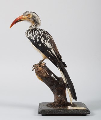 Lot 29 - Taxidermy: Southern Red-billed Hornbill...