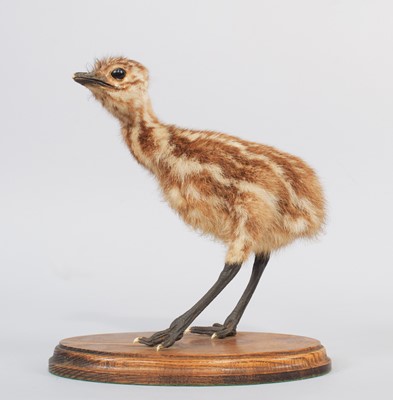 Lot 79 - Taxidermy: Emu Chick (Dromaius...