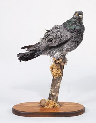 Lot 40 - Taxidermy: Frillback Pigeon (Columba livia),...