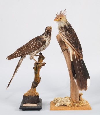 Lot 94 - Taxidermy: A Guira Cuckoo and Asian Koel...