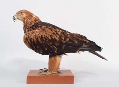 Lot 139 - Taxidermy: African Tawny Eagle (Aquila rapax),...