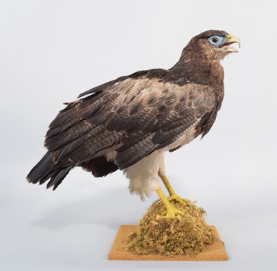 Lot 119 - Taxidermy: Black-chested Buzzard-Eagle...