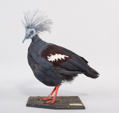 Lot 21 - Taxidermy: Western Crowned Pigeon (Goura...