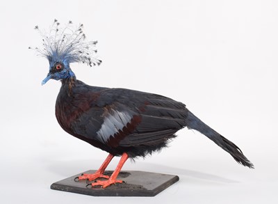 Lot 124 - Taxidermy: Victoria Crowned Pigeon (Goura...