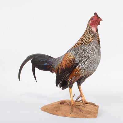 Lot 112 - Taxidermy: Grey Junglefowl (Gallus sonneratii),...