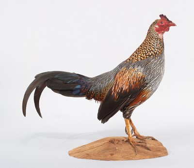 Lot 112 - Taxidermy: Grey Junglefowl (Gallus sonneratii),...