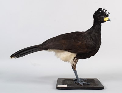 Lot 137 - Taxidermy: Great Curassow (Crax rubra),...