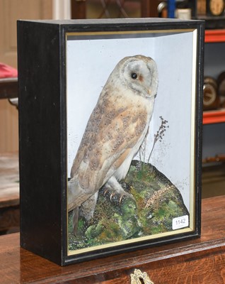 Lot 1142 - Taxidermy: A Late Victorian Cased European...