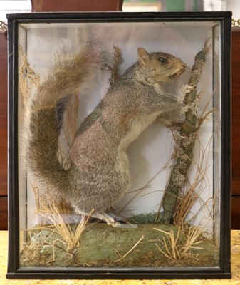 Lot 1146 - Taxidermy: A Cased Grey Squirrel (Sciurus...