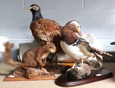 Lot 1144 - Taxidermy: A Collection of Various Animals and...