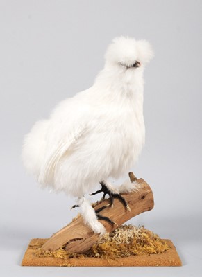 Lot 91 - Taxidermy: White Silkie Chicken (Gallus gallus...