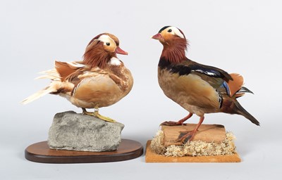 Lot 88 - Taxidermy: A Striped Red and Dark Bellied...