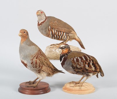 Lot 84 - Taxidermy: A Group of Three Various Partridges,...