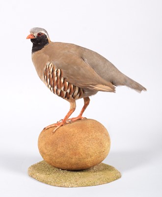 Lot 58 - Taxidermy: Philby's Partridge (Alectoris...