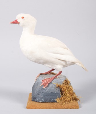 Lot 95 - Taxidermy: Albino Smew (Mergellus albellus),...