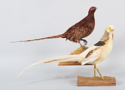 Lot 132 - Taxidermy: A Copper Pheasant and Yellow Golden...