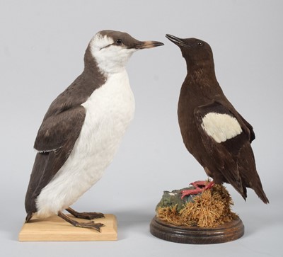 Lot 153 - Taxidermy: A Common Guillemot and Black...