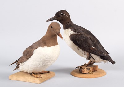 Lot 11 - Taxidermy: A Common Guillemot and Bridled...