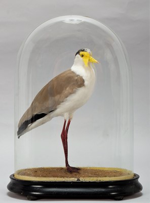 Lot 169 - Taxidermy: A Northern Masked Lapwing (Vanellus...
