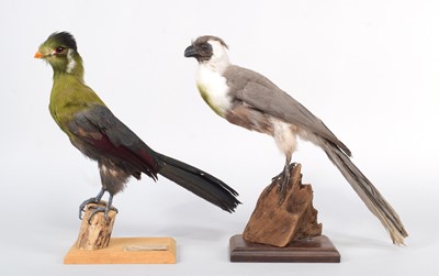 Lot 100 - Taxidermy: A Bare-faced go-away-bird and White-...