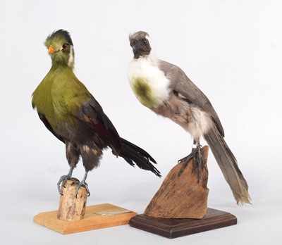 Lot 100 - Taxidermy: A Bare-faced go-away-bird and White-...