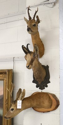 Lot 1121 - Taxidermy: Two Roebuck Neck Mounts and an...