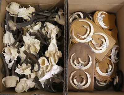 Lot 1125 - Horns/Tusks: A Large Collection of European...