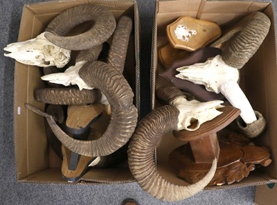 Lot 1124 - Antlers/Horns: European Mouflon (Ovis aries...