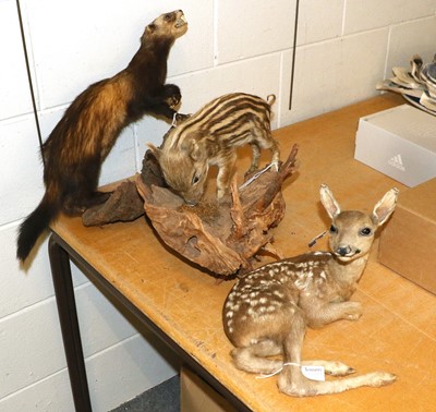 Lot 1126 - Taxidermy: A Group of Countryside Animals,...