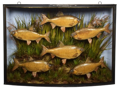 Lot 154 - Taxidermy: A Large Late Victorian Case of...