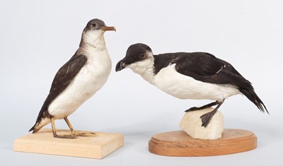 Lot 57 - Taxidermy: Razorbill and Manx Shearwater (Alca...