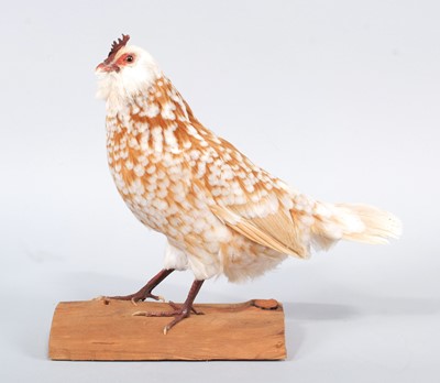 Lot 141 - Taxidermy: A Chamois Thüringian Hen (Gallus...