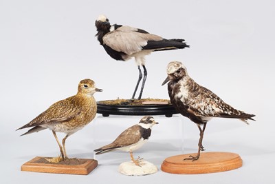 Lot 110 - Taxidermy: A Group of Various Plovers, 21st...