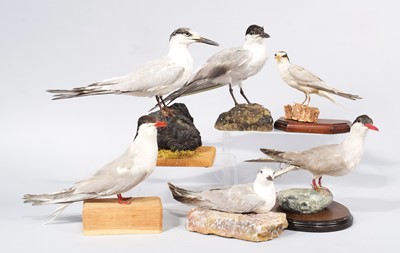 Lot 34 - Taxidermy: A Group of Various Terns, 20th-21st...