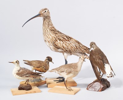 Lot 99 - Taxidermy: A Group of Estuary Birds, 20th-21st...