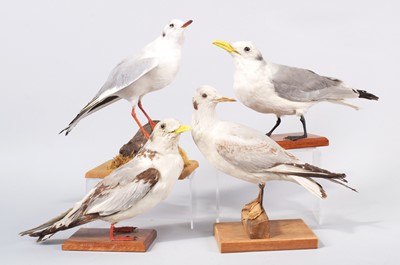 Lot 149 - Taxidermy: A Group of Various Seagulls,...