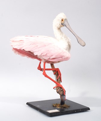 Lot 106 - Taxidermy: Roseate Spoonbill (Platalea ajaja),...