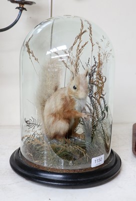 Lot 1150 - Taxidermy: A Late Victorian Red Squirrel...