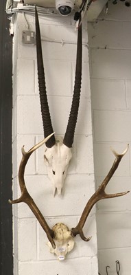 Lot 1123 - Antlers and Horns