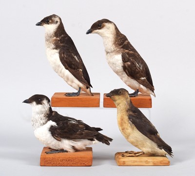 Lot 145 - Taxidermy: A Group of Four Little Auks (Alle...