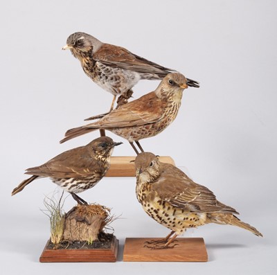 Lot 90 - Taxidermy: A Group of Thrushes and Fieldfares,...