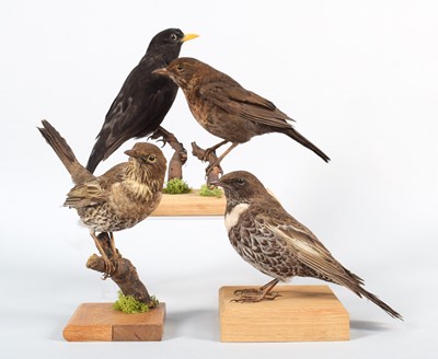 Lot 9 - Taxidermy: A Pair of Common Blackbirds a Ring...