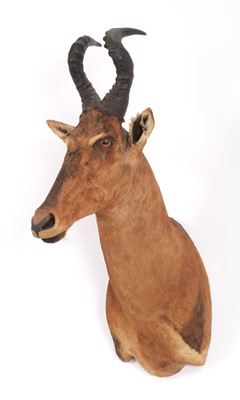 Lot 1130 - Taxidermy: Cape Red Hartebeest (Alcelaphus...