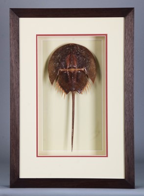 Lot 161 - Natural History: A Framed Indo-Pacific...