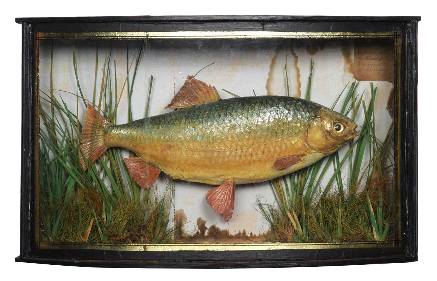 Rutius Lot 1135 - Taxidermy: A Cased Common Roach (Rutilus