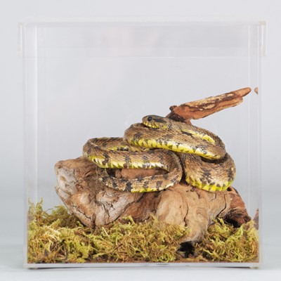 Lot 1156 - Taxidermy: A Cased Diamondback Water Snake...