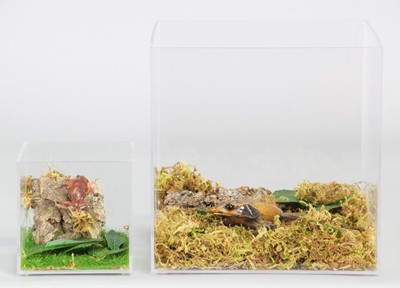 Lot 1139 - Taxidermy: A Malayan Long-nosed Horned Frog...